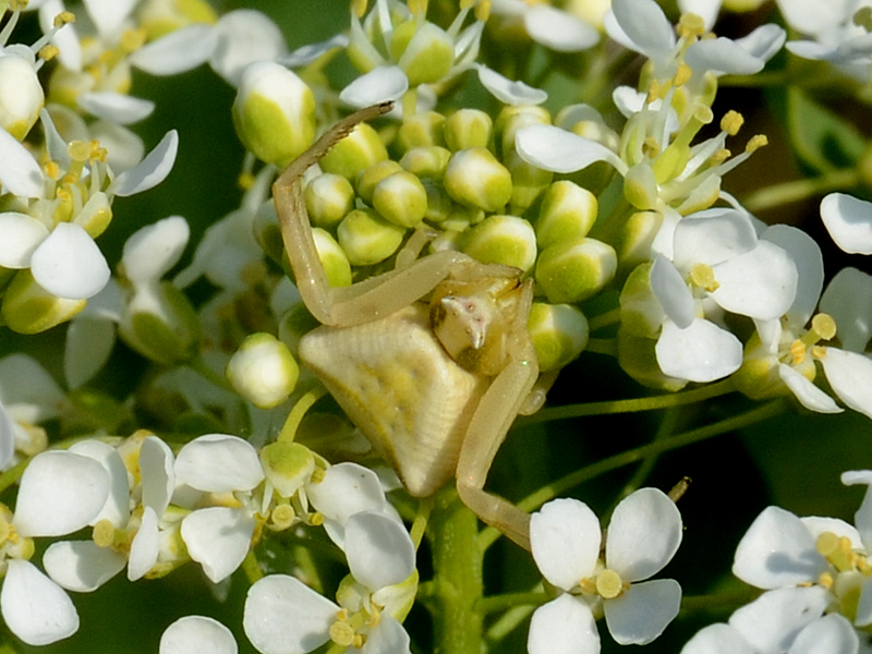 Thomisus onustus